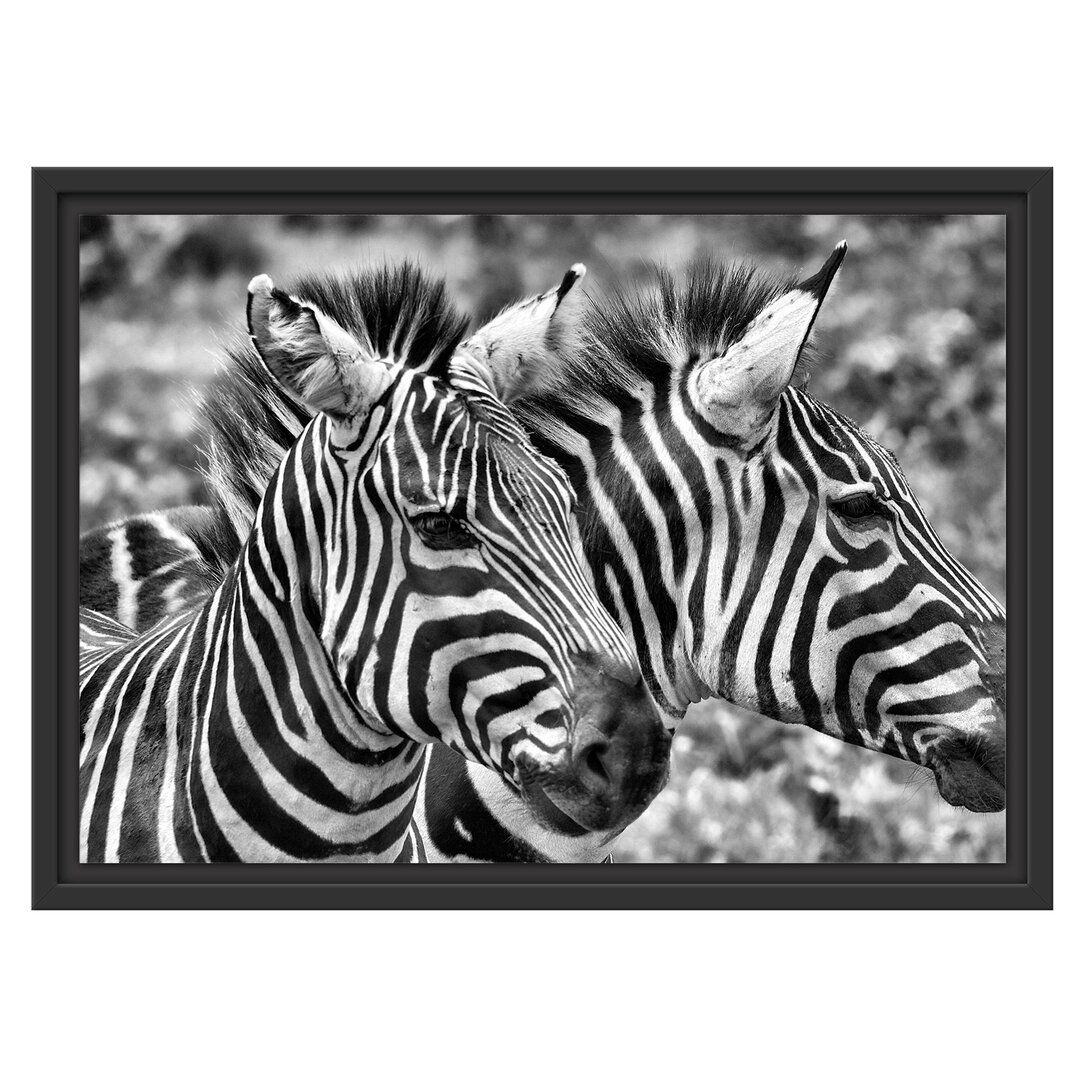 Gerahmtes Wandbild schönes Zebrapaar