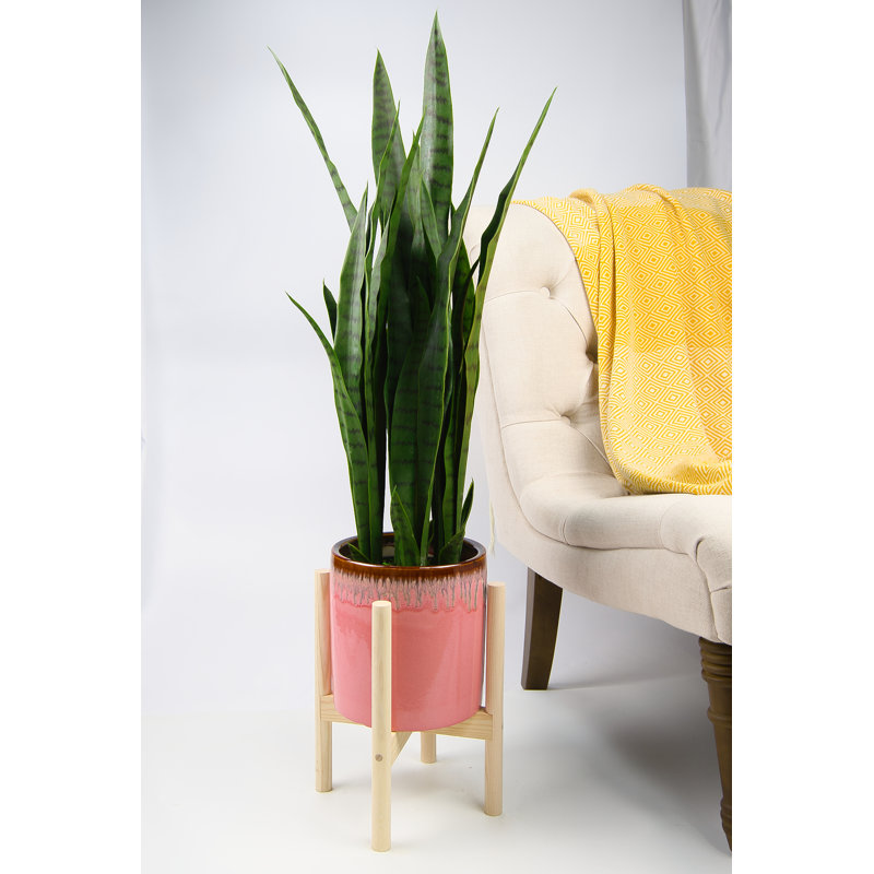 Olivencia Planter, Pink/Beech Natural, 13.4" H x 10.5" W x 10.5" D