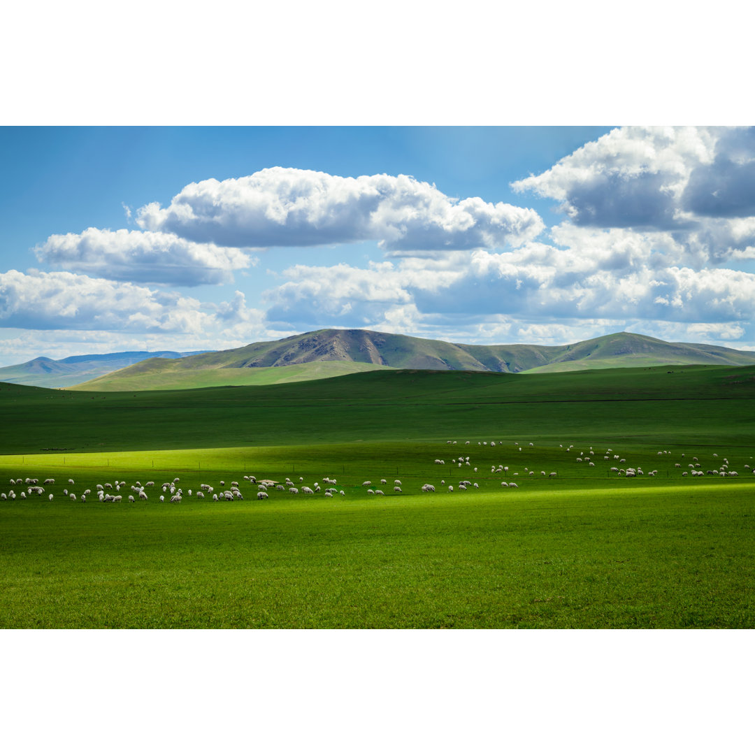 Cattle Grazing On Grasslands von Bjdlzx - Leinwand Kunstdrucke