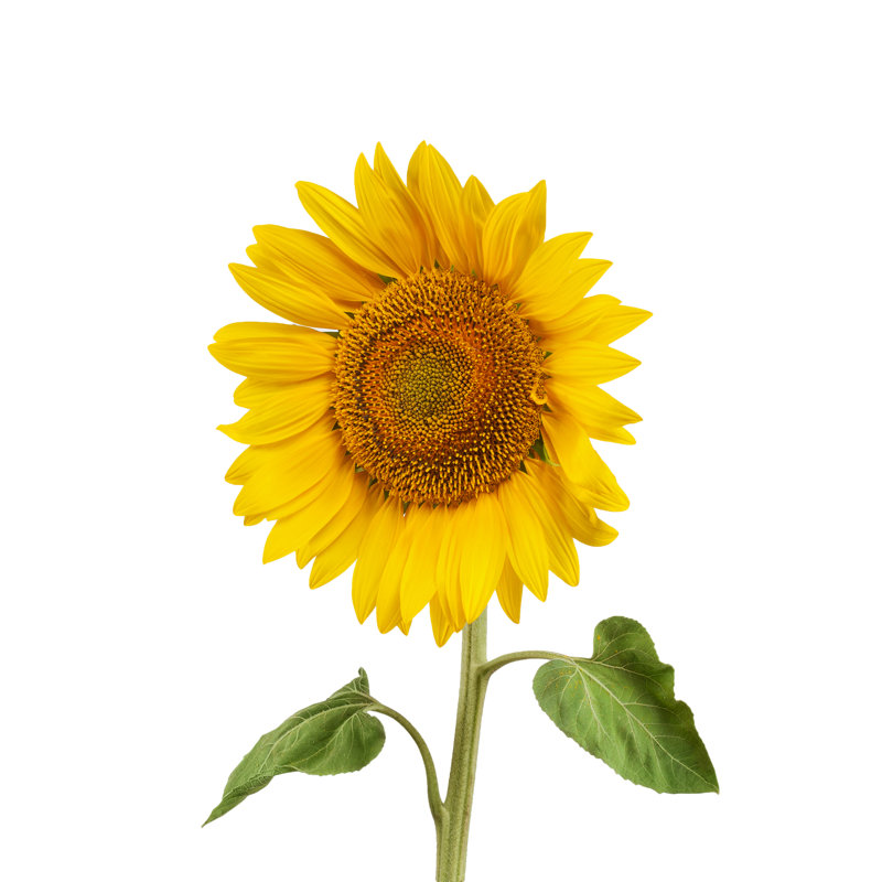 Sunflower by LiuSol - Wrapped Canvas Print, 30cm H x 30cm W