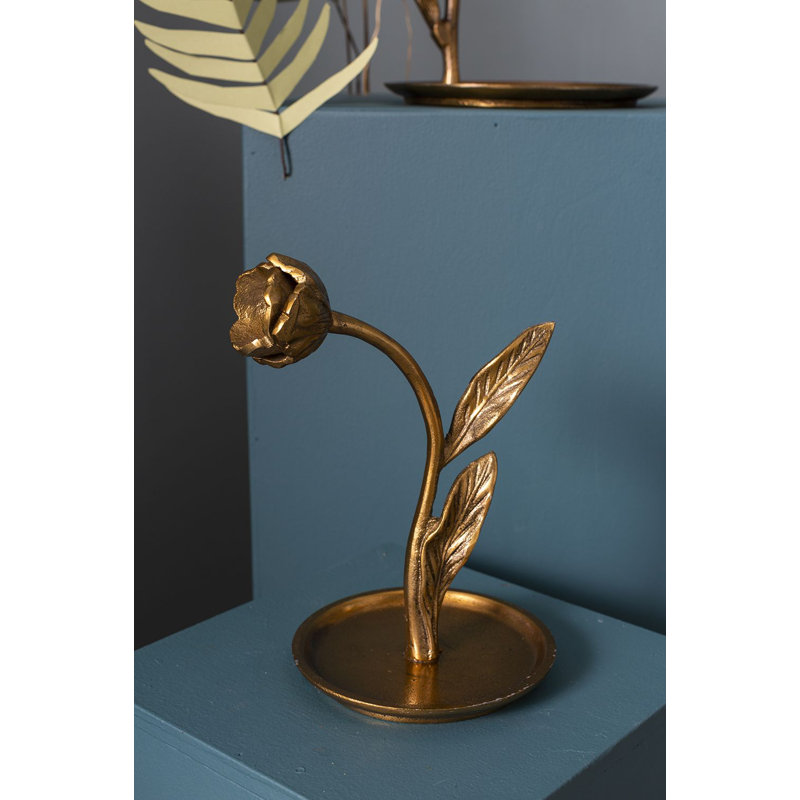 Craning Tulip