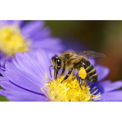 Abeille sur marguerite de Noël par Schnuddel
