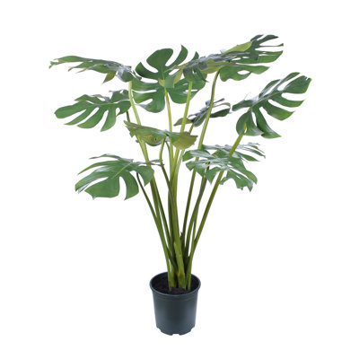 Arbre à feuillage monstera