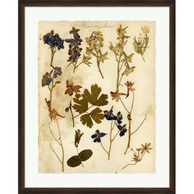 Napa Valley 1872 Herbarium XIV Print