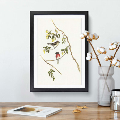 Rose-Breasted Wood-Robins by Elizabeth Gould - Picture Frame Graphic Art Print