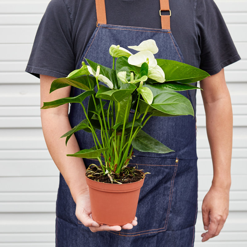 House Plant Shop Live Foliage Plant Low Maintenance Plant Rattan