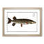 Pike Fish by M.E. Bloch - Picture Frame Painting Print-55583626-55583627