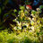 39"H Solar Powered Frog Garden Stake