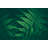 Fern Background - Wrapped Canvas Print-247503133