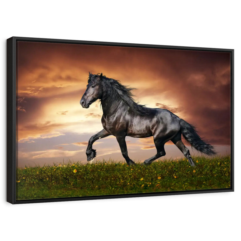 Cheval baroque, Cadre flottant noir, 40 po x 27 po
