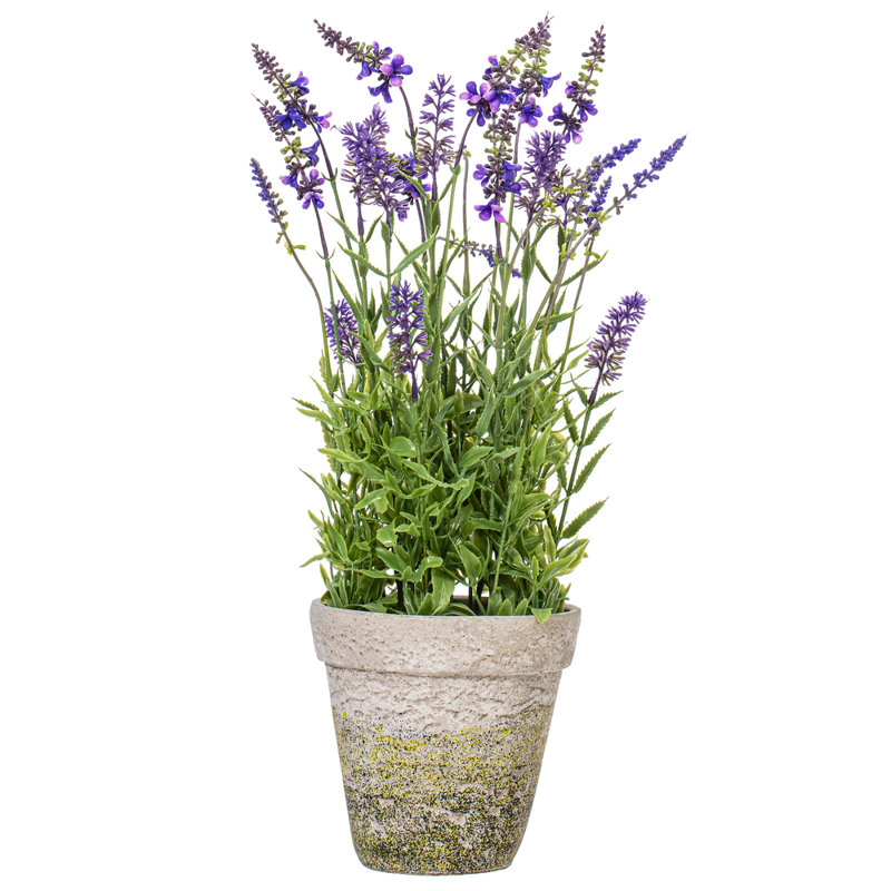 Arrangement floral lavande en pot
