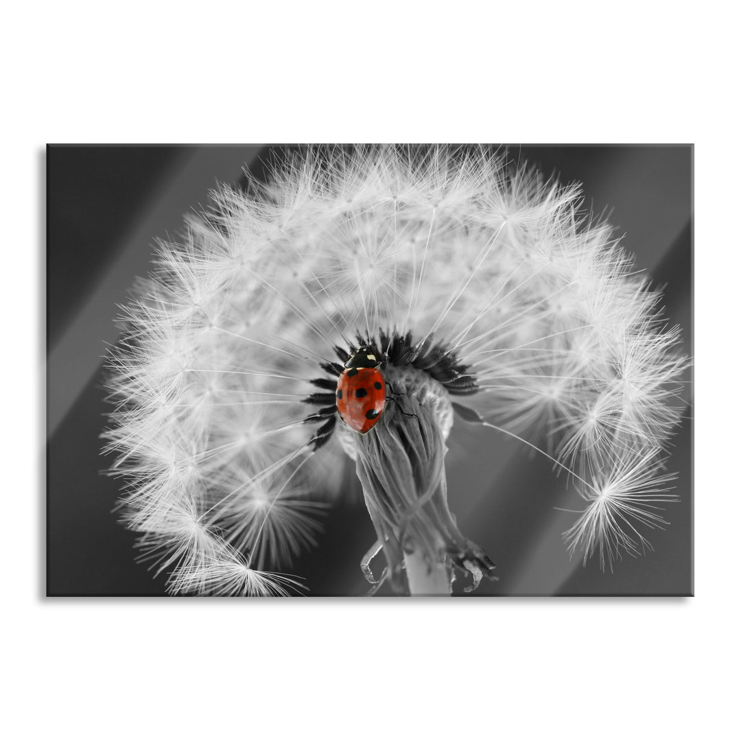 Ungerahmtes Foto auf Glas "Beautiful Ladybird on a Dandelion"