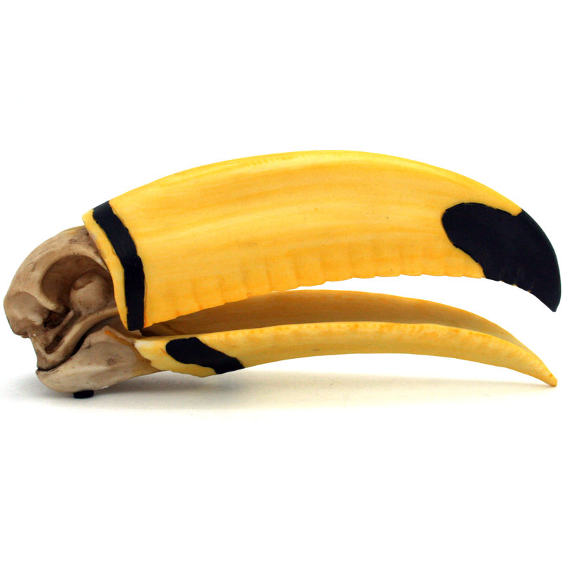 Crâne Toucan
