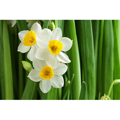 Kyleerae " Narcissus Flower " by Leungchopan