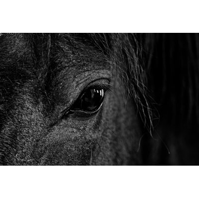 Black And White Closeup Image Of Horse by Ands456 - Wrapped Canvas Print