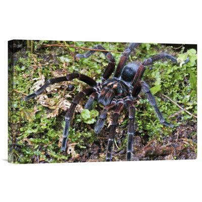 " Tarantula Male "