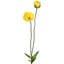 Coquelicot d'été + bourgeon 29 po -853245132