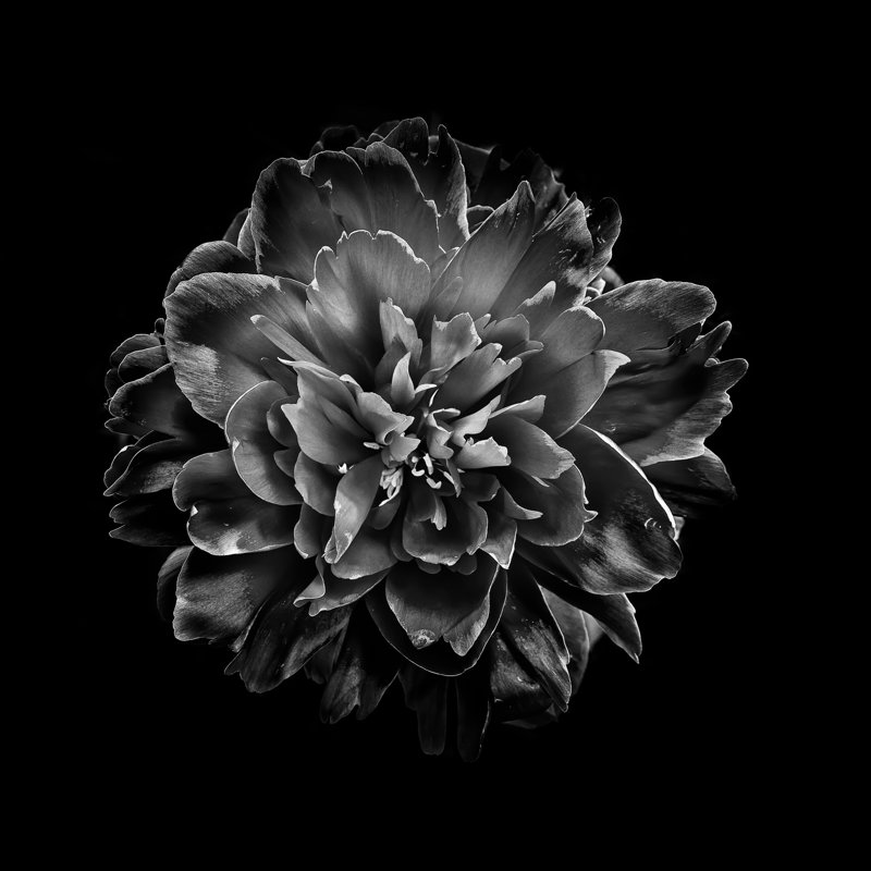 Black And White Camelia IV by Brian Carson - Wrapped Canvas Print, 76cm H x 76cm W