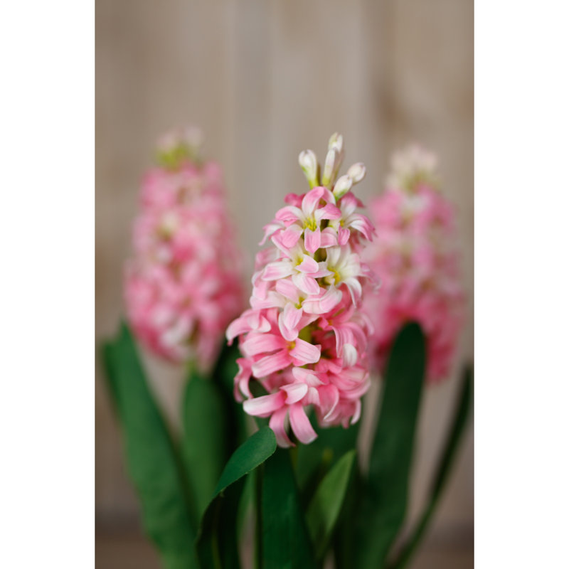 Hyacinth Stem, Pink