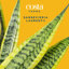 Costa Farms Indoor Snake Plant Sansevieria Laurentii House Plant in 10-inch Décor Pot
