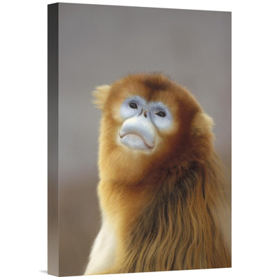 " Golden Snub-Nosed Monkey "