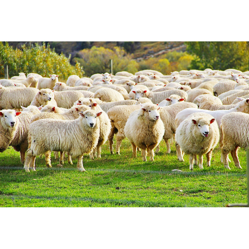 " Happy Nz Sheep " by Kpoppie, 24" H x 36" W  