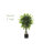 Ficus Silk Tree