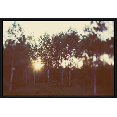Birch Forest III Print by Alicia Bock