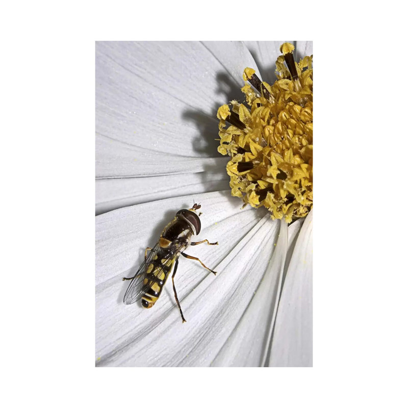 One by SD Smart - Wrapped Canvas Print, 20.32 cm H x 30.48 cm W