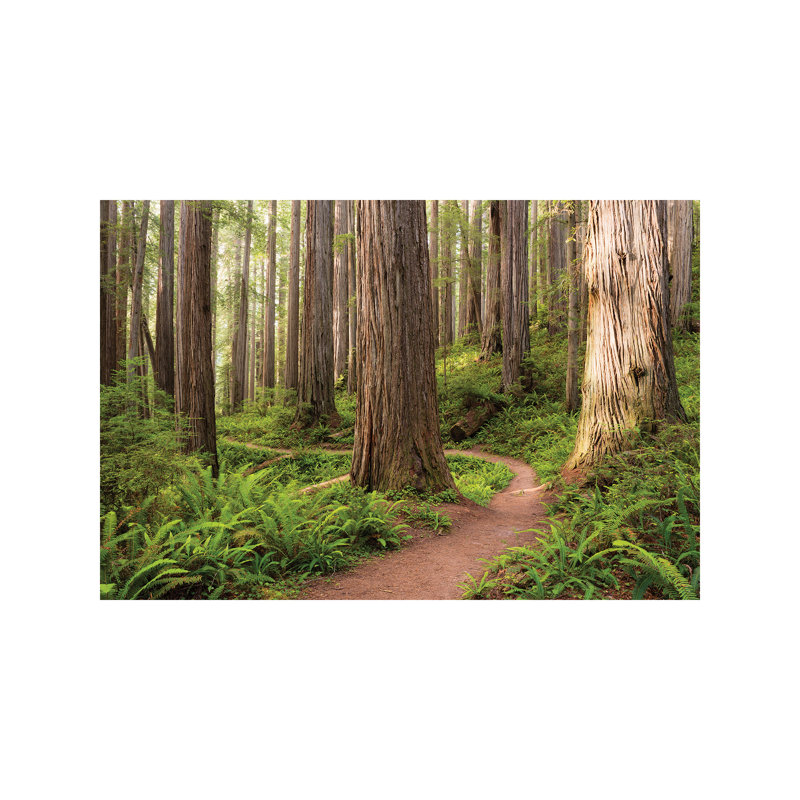 Redwood Trail 1 Piece Wrapped Canvas Wall Art, 66.04 cm H x 45.72 cm W x 1.91 cm D