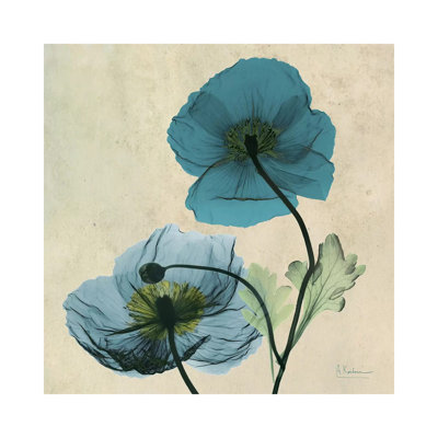 Iceland Poppy Blue by Albert Koetsier - Wrapped Canvas Painting