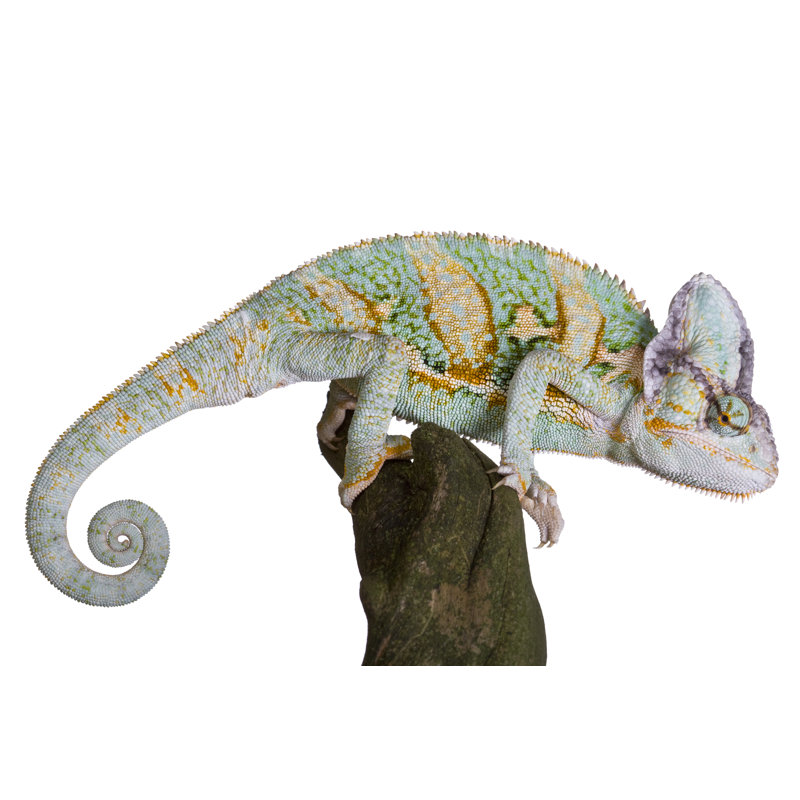 Caméléon perché sur une branche par Photoshoppé, H 24 po x l 36 po