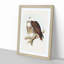White-Breasted Sea Eagles by Elizabeth Gould - Picture Frame Painting Print-55612119-55612120