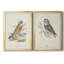 Hawk Owl - ensemble de 2 peintures sur toile encadrées-178982312-178982316