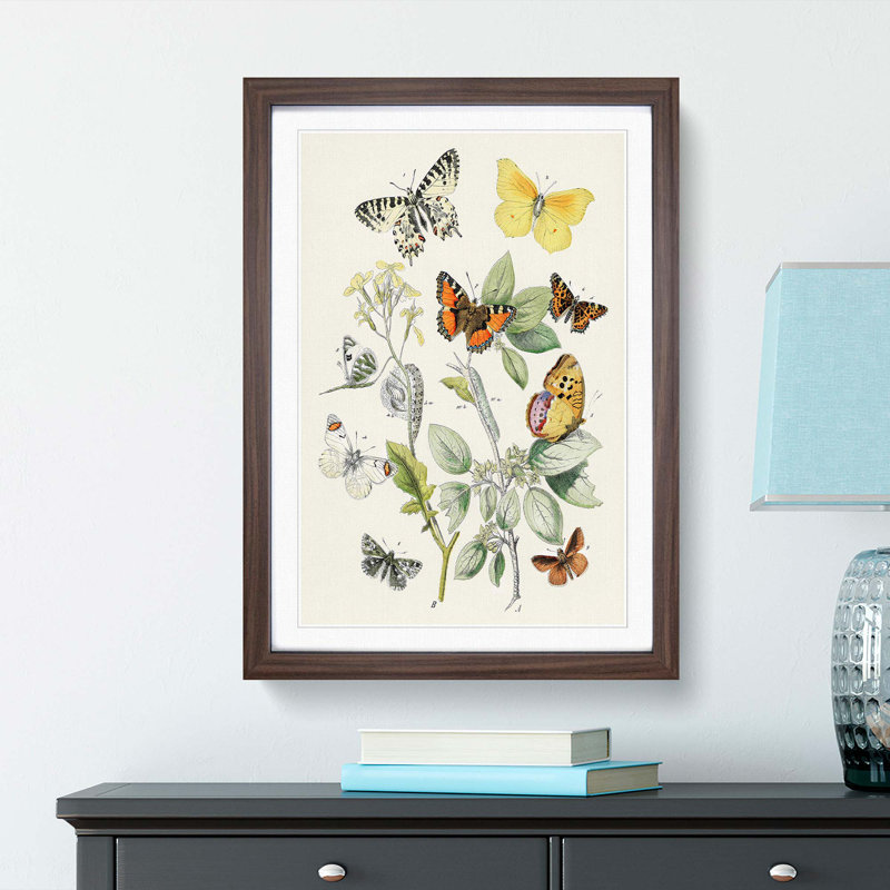 Caterpillars, Moths & Butterflies by W.F. Kirby - Picture Frame Graphic Art Print, 48cm H x 36cm W x 2cm D, Walnut Framed