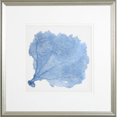 Sea Fan V Print by Vision