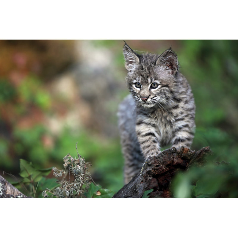 «Playful Bobcat Kitten» par Icul Wizard - photographie sur toile tendue, L 12 po x H 8 po