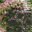 Metal Privacy Screens and Panels with Free Standing