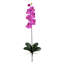 Tige d'orchidée phalaenopsis
