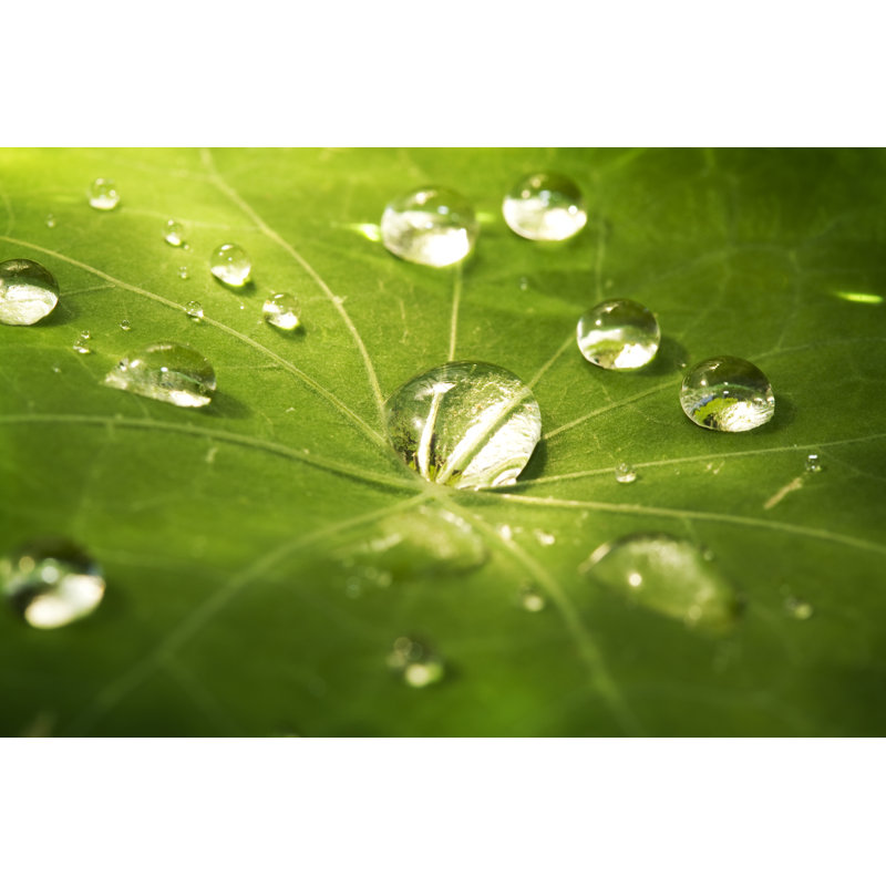 Carsonville Closeup Of Leave - Wrapped Canvas Print, 30cm H x 46cm W x 3.8cm D