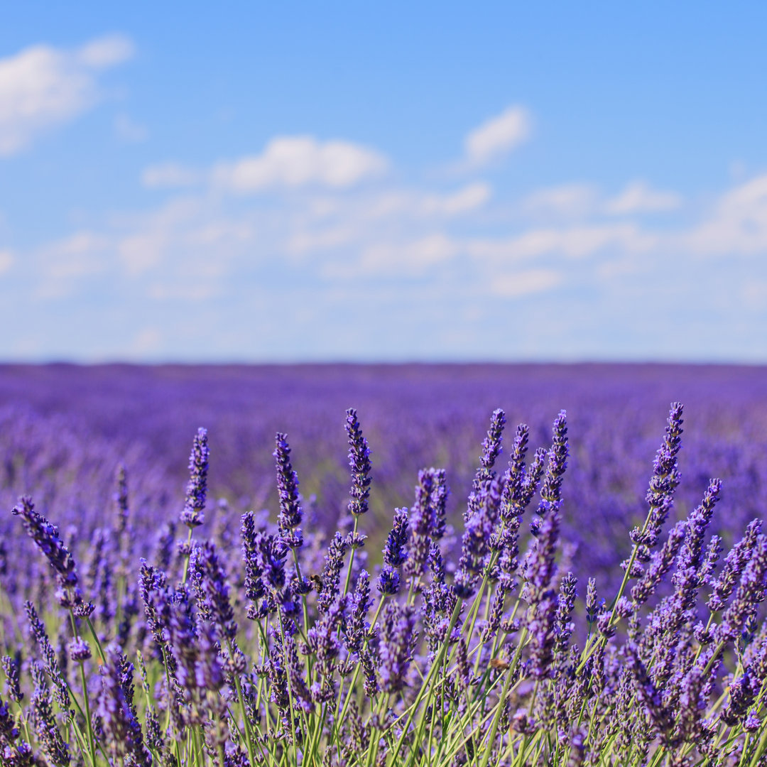 Leinwandbild Lavender Flower Blooming Fields Horizon Valensole Provence, Fra von StevanZZ