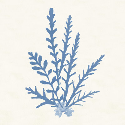 Pacific Sea Mosses III bleu clair