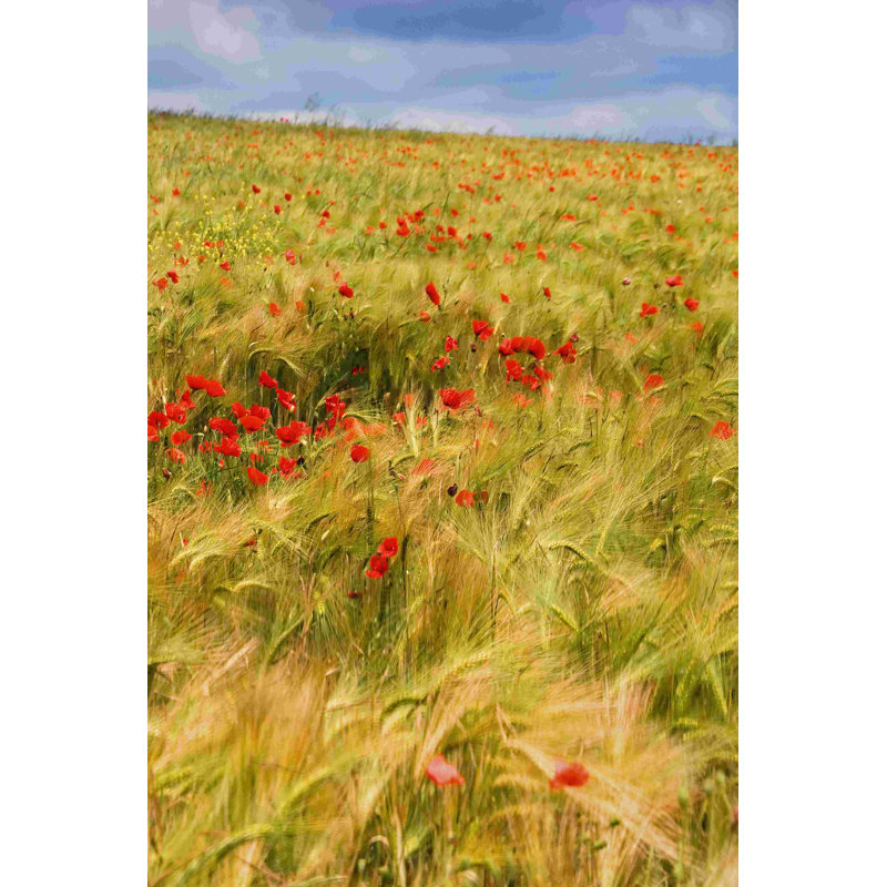Coquelicots dans un champ II, H 18 po x l 12 po