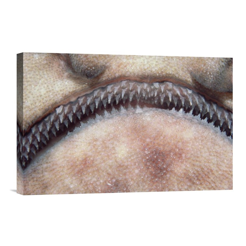 " Swell Shark Close-Up Of Teeth ", 12" H x 18" W, Black Framed