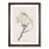 Walnut Framed
