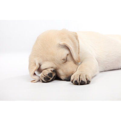 Tired Labrador Puppy On White Background by Deldew - Wrapped Canvas Print