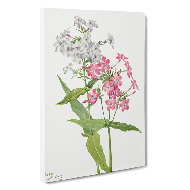 Perennial Phlox by Mary Vaux Walcott - Wrapped Canvas Painting, 60cm H x 40cm W x 3cm D