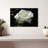 Harnek Dewdrops On White Rose-107497040