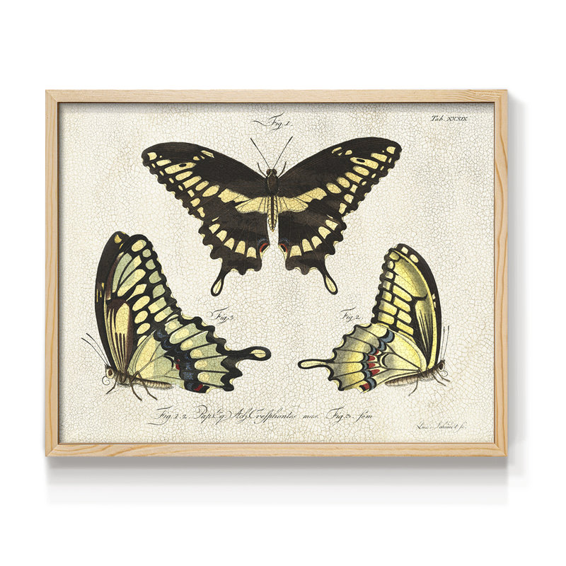 «Crackled Butterflies I», reproduction encadrée, H 8 po x l 10 po, Naturel