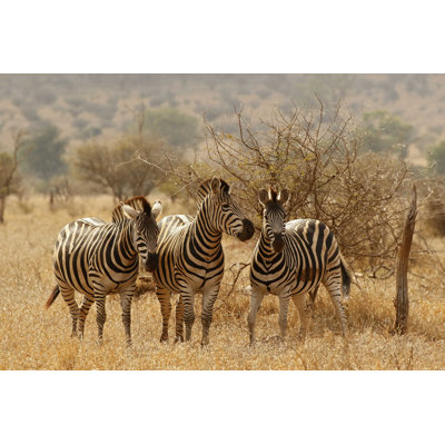 " African Wildlife Safari " by Jacobeukman